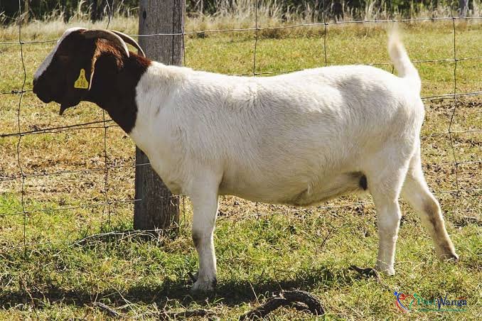 Boar goats for sale at an affordable price